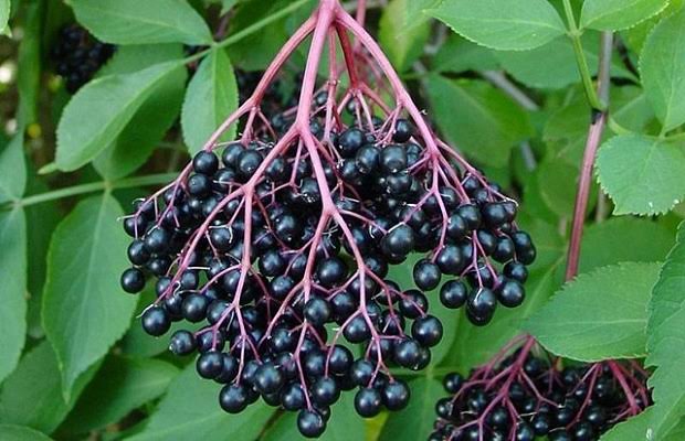 Organic Dried Elderberries 100g